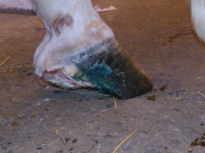 platform canker treatment