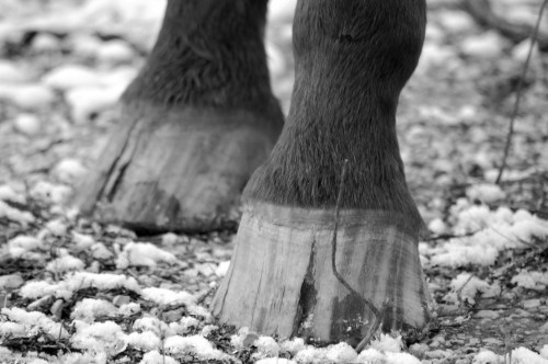 platform crumbly hooves