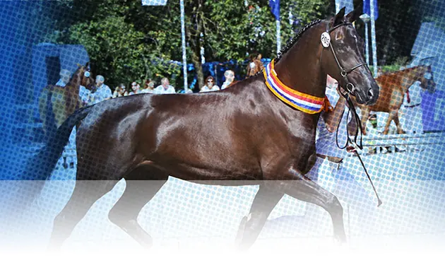 KWPN Stallion Show