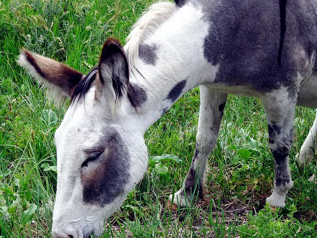 donkey_respyt donkey_respyt