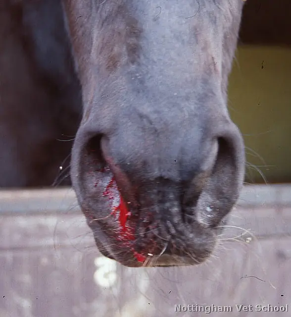 horse_nose_bleed_respyt horse_nose_bleed_respyt